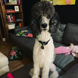 Meet your Posher, Lisa